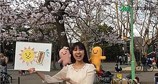 2017北海道桜レポートvol.3～ソメイヨシノが満開！～