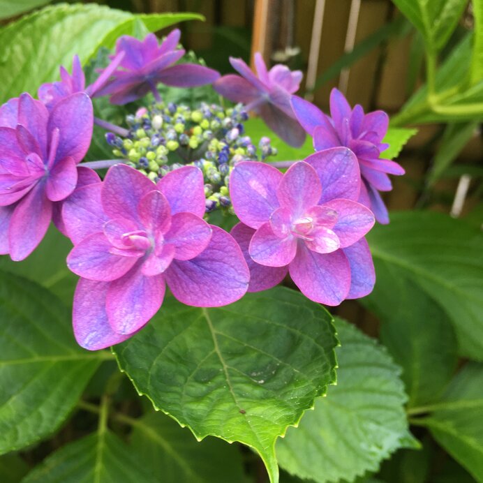 雨露が光る額の花