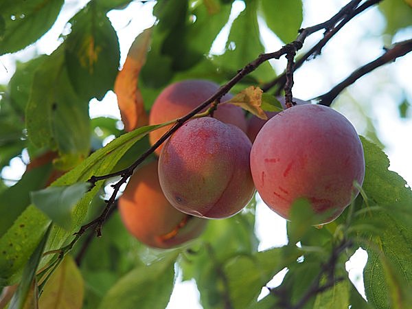 山へプラム狩りに！／あしがくぼ果樹公園村（埼玉県）