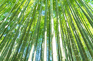 5月13日は竹が酔っ払う日!? 一体それってどういう意味？