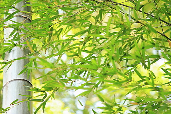 竹はこの時期から黄葉する・あまり知られていない竹の生態