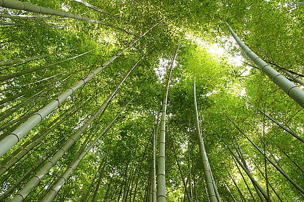 次の開花は約70年後。私はどうしているかしら