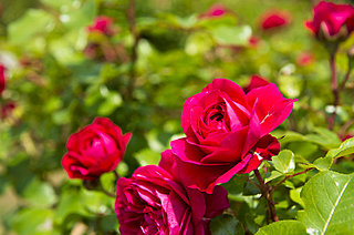 猫と住み紅薔薇垣を隠れ蓑――俳句歳時記を楽しむ