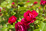 猫と住み紅薔薇垣を隠れ蓑――俳句歳時記を楽しむ