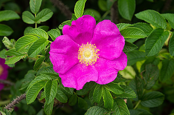 はまなすの花