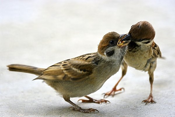 春にして、スズメの「チュン（人）生」を想う(季節・暮らしの話題 2015