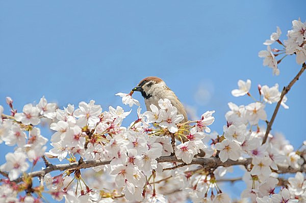 春にして、スズメの「チュン（人）生」を想う(季節・暮らしの話題 2015年03月13日) - 日本気象協会 tenki.jp