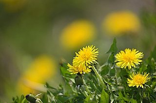 金子みすず「星とたんぽぽ」から～春の花・たんぽぽを愛でる