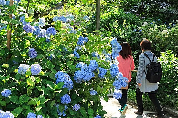 初夏の鎌倉といえば 紫陽花 見どころは なぜ鎌倉に多く咲くの Tenki Jpサプリ 17年06月04日 日本気象協会 Tenki Jp