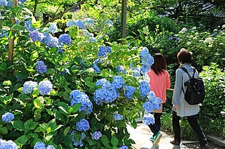 初夏の鎌倉といえば、紫陽花。見どころは？ なぜ鎌倉に多く咲くの？