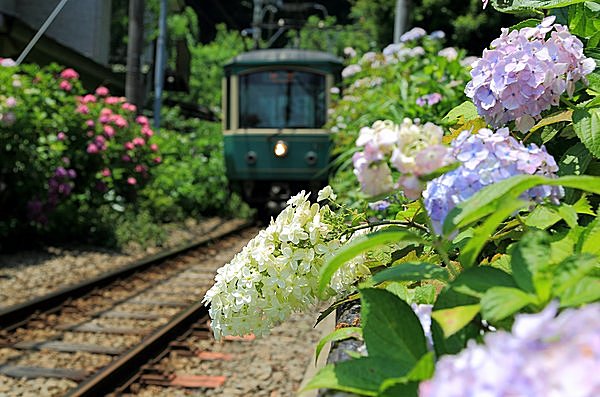 初夏の鎌倉といえば、紫陽花。見どころは？ なぜ鎌倉に多く咲くの？(季節・暮らしの話題 2017年06月04日) - 日本気象協会 tenki.jp