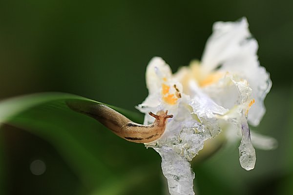 カタツムリの殻をとったらナメクジになる 七十二候 梅子黄 うめのみきばむ Tenki Jpサプリ 17年06月16日 日本気象協会 Tenki Jp