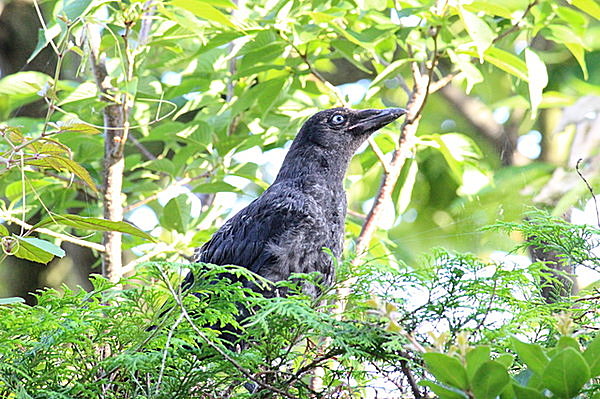 カラスの子育て期の今 謎めいた童謡 七つの子 について考えてみませんか Tenki Jpサプリ 17年06月02日 日本気象協会 Tenki Jp