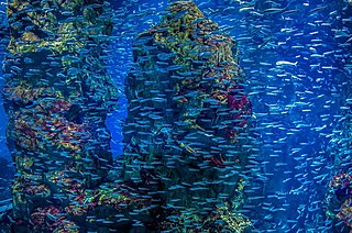 梅雨のデートにもおすすめです！オトナが楽しめる水族館【特集｜関西2017】