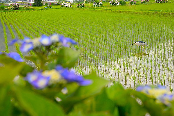 二十四節気「芒種」。田植え前線北上中！