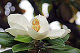 琳派から現代まで…時代を超えて描かれ続けた「花」の魅力