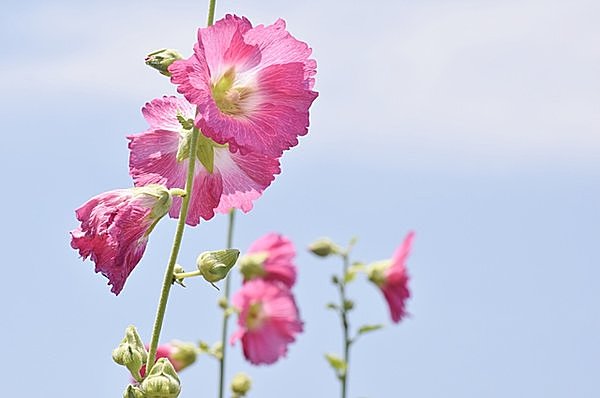 タチアオイ。すっくと伸びた立ち姿に曇り空も晴れやかに