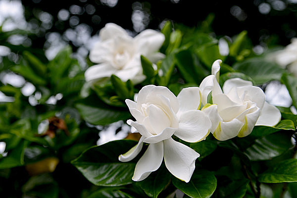 6月は 幸福者 の花言葉をもつ クチナシ の甘い香りが漂う季節です Tenki Jpサプリ 17年06月12日 日本気象協会 Tenki Jp