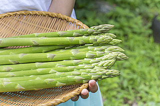 北海道のアスパラ 大ピンチ!! 「細い」「不作」で超品薄。去年の台風と今年の低温が原因