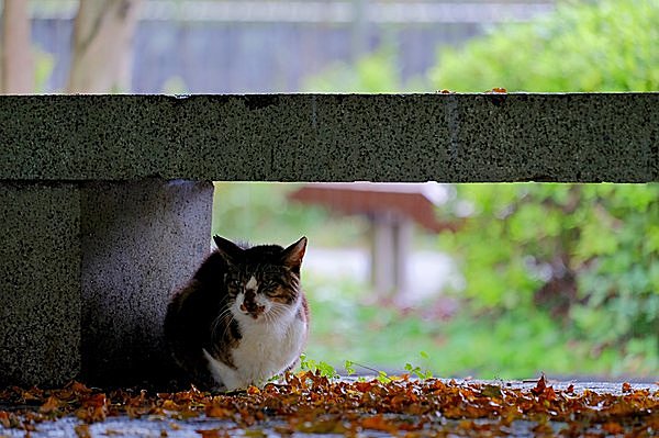 【梅雨】どのみち降るのなら楽しまなくちゃ損！！梅雨を上手に乗り切るコツは？