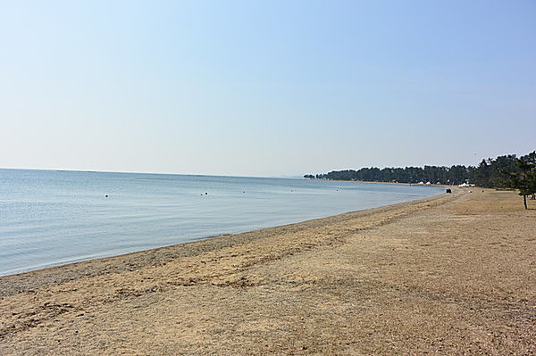 なだらかな海岸線と松林の美しい景観（マキノサニービーチ）