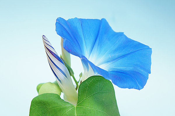 夏の風物詩「あさがお」開花の時期到来！こんなよもやま話知ってますか