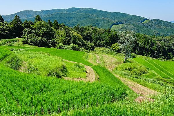 竜宮小僧が愛する棚田／久留女木の棚田（静岡県浜松市）