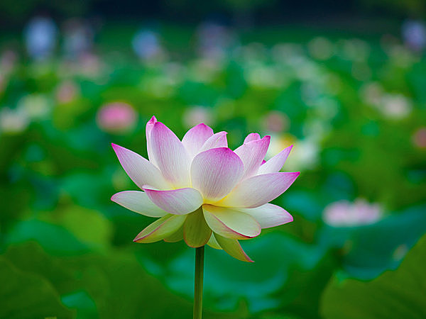 ハスの大量消滅とは何だったのか 七十二候 蓮始開 はすはじめてひらく 季節 暮らしの話題 17年07月13日 日本気象協会 Tenki Jp