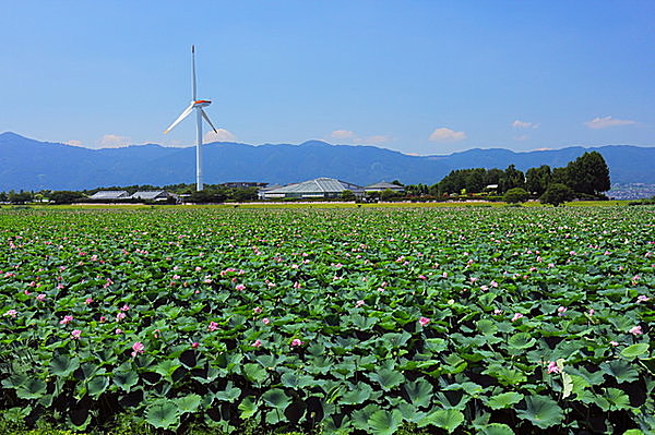 烏丸半島　琵琶湖岸の蓮の群生