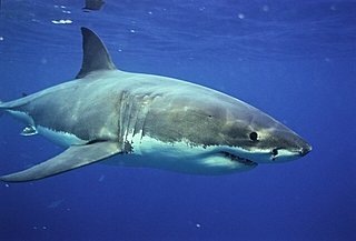 夏！海映画の季節です！「ジョーズ」の季節です！