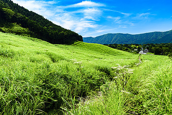 爽やかな風が吹き抜ける夏の仙石原