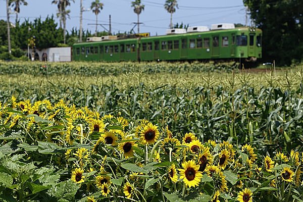 線路を走るお化け屋敷／銚子電鉄 お化け屋敷電車（千葉県銚子市）