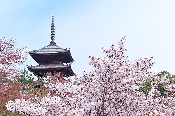 ソメイヨシノだけじゃない 一度は訪れたい京都の桜 人気スポット Tenki Jpサプリ 15年03月28日 日本気象協会 Tenki Jp