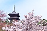 ソメイヨシノだけじゃない、一度は訪れたい京都の桜 人気スポット
