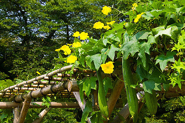 夏の風物詩 グリーンカーテンの へちま に食べられる種類もあるってご存知でしたか Tenki Jpサプリ 17年08月14日 日本気象協会 Tenki Jp