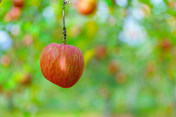 薄紅の林檎がなる林檎畑