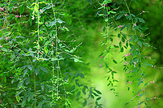 二十四節気「処暑」。萩の風に、虫の歌に夏の終わりを感じるころ