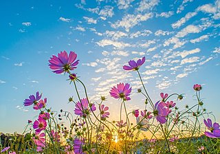 秋桜（コスモス）の花に会いに行こう！〜関東編〜レジャー特集 2017