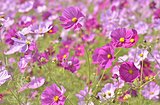 秋桜（コスモス）の花に会いに行こう！〜関西編〜レジャー特集 2017