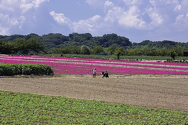 コスプレ撮影したい人にもおすすめ◎／観光農園花ひろば（愛知県知多郡）