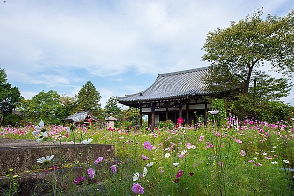 コスモスに包まれたキュート☆なお寺／般若寺（奈良県奈良市）