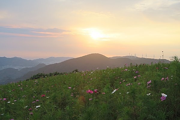 夕陽＆夜景もロマンチック／鷲ヶ峰コスモスパーク（和歌山県有田郡）