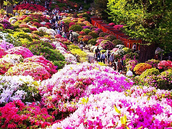 桜のあとはツツジ 子供の頃からそばにいた花の 色あでやかな絨毯は Tenki Jpサプリ 15年04月14日 日本気象協会 Tenki Jp