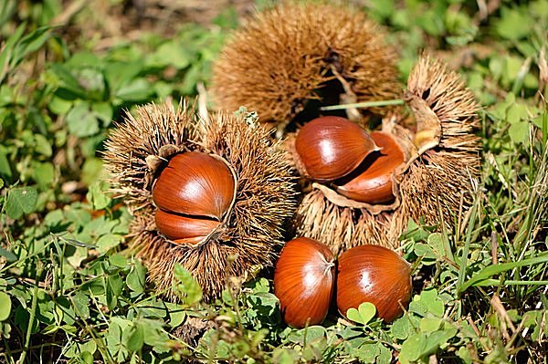 栗を拾う時には虫食いがないかしっかりチェック！※画像はイメージ