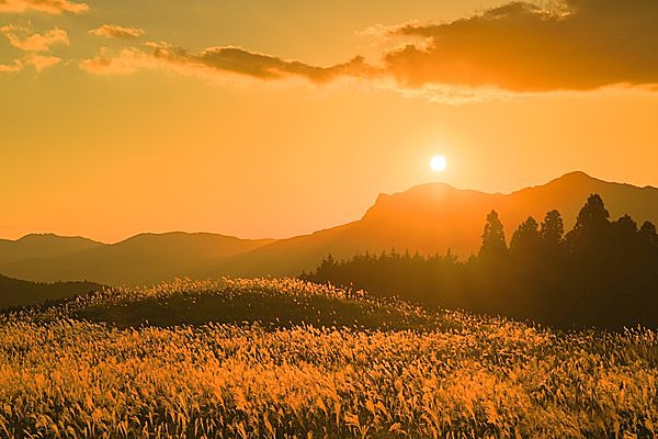 灯籠でライトアップされる夜のススキ／曽爾高原（奈良県宇陀郡）