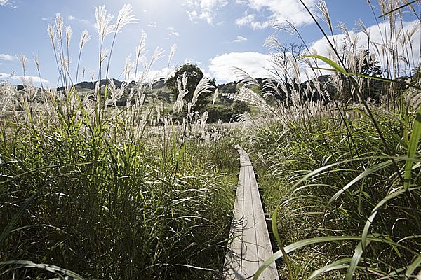 ノルウェイの森で輝きを変えてゆくススキ／砥峰高原（兵庫県神崎郡）