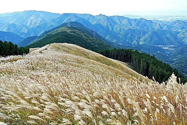 お弁当を食べながら眺めるススキ／岩湧山 （大阪府河内長野市）