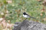 七十二候『鶺鴒鳴（せきれい なく）』。妻・イザナミさんの訴え