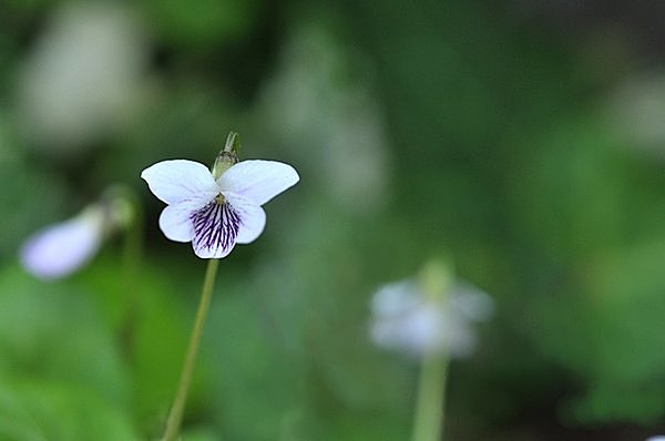 春に咲く植物界のアイドル、あだ名は太郎坊、本名は…？