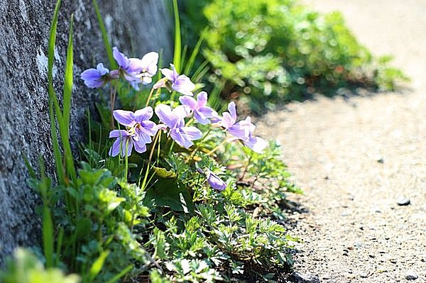 実は、スミレには足がある！